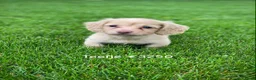 Teckel (langhaar) honden te koop: Langharige kleurrijke teckel pups blond/cream - Advertentie 2