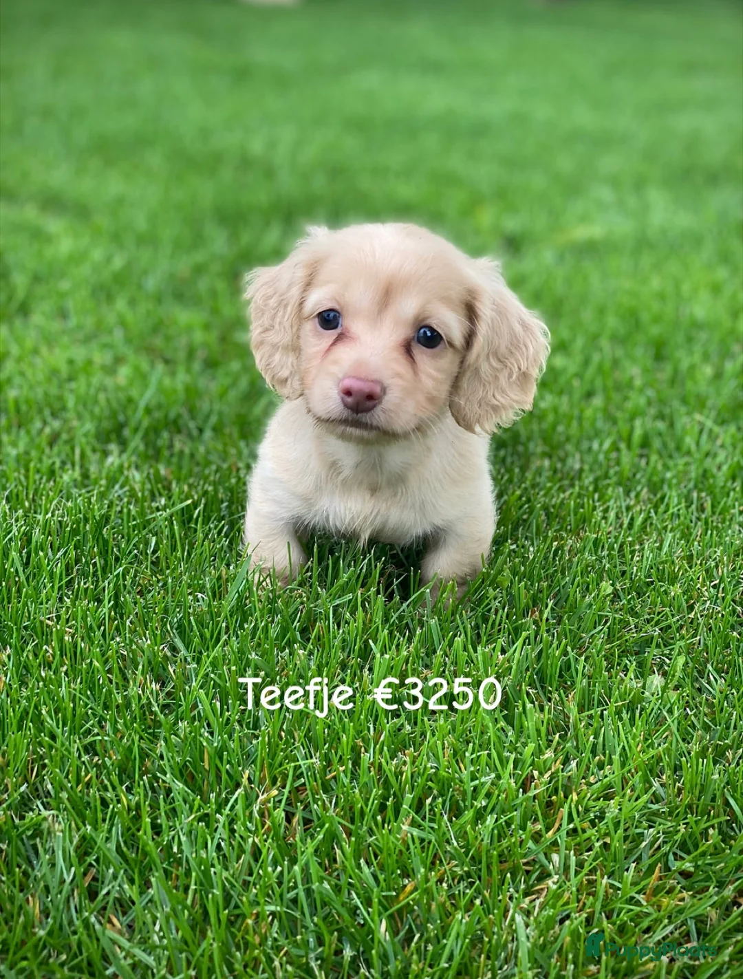 Teckel (langhaar) honden te koop: Langharige kleurrijke teckel pups blond/cream - Advertentie 2