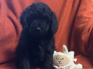 Australian Labradoodle honden Te koop mini Australian LAbradoodles - Advertentie 5