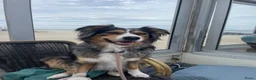 Aussiedoodle honden te koop: Aussiedoodle Aussie/Toy poedel - Advertentie 1