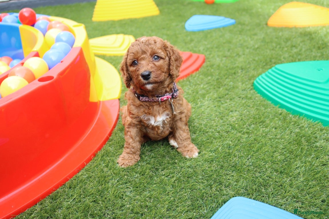 Australian Labradoodle honden te koop:  6 lieve Mini/medium Australian labradoodle pups - Advertentie 10