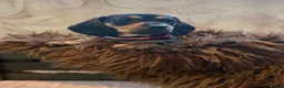 Teckel (korthaar)  honden te koop: Prachtig teckel puppy’s  - Advertentie 7