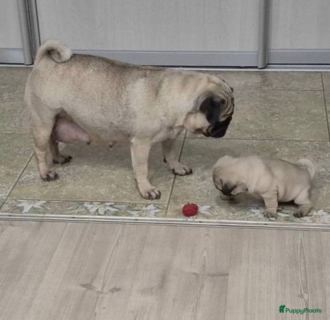 Mopshond honden te koop: mopshond pups - Advertentie 1