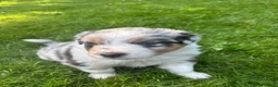 Australian Shepherd honden te koop: Blue Merle rue  - Advertentie 5
