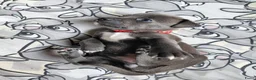 Kruising honden te koop: Nog 4 lieve unieke Mix puppy's. - Advertentie 26