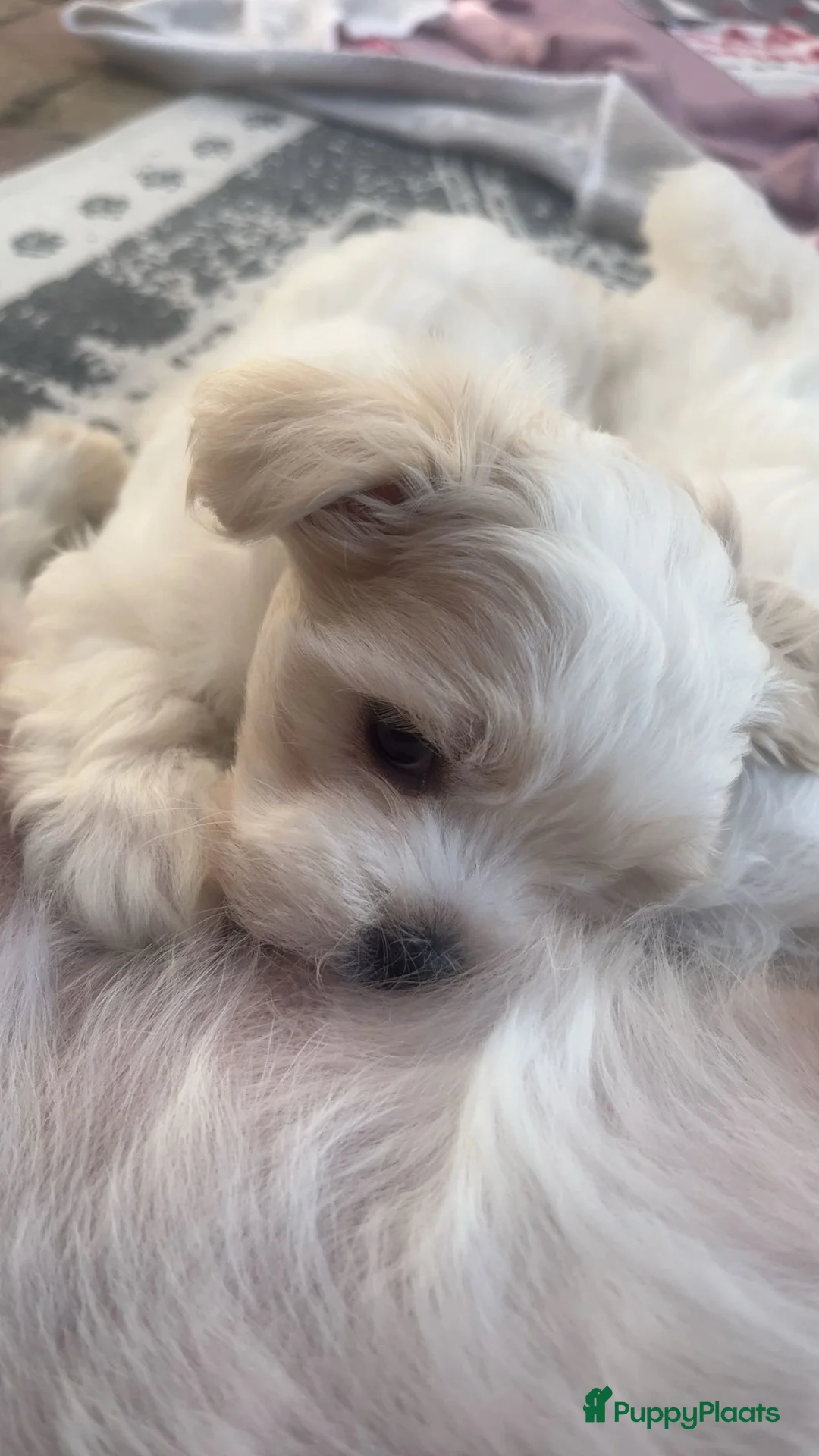 Maltezer honden te koop: Mini Maltezer  - Advertentie 2