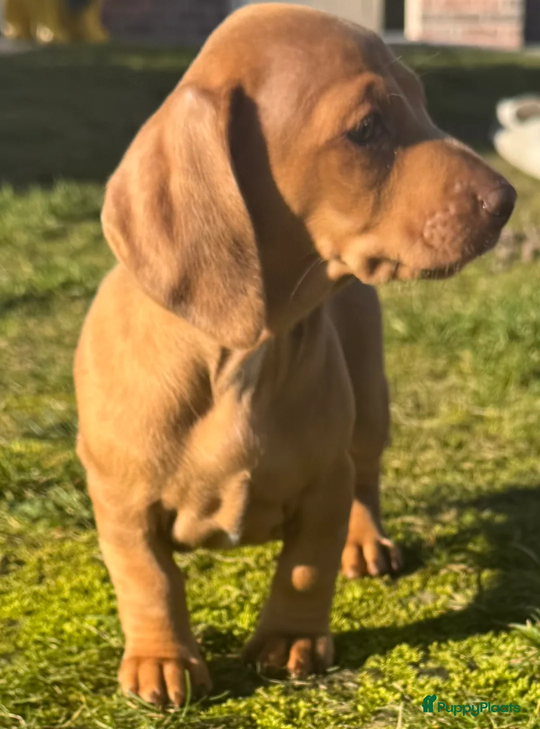 Teckel (korthaar)  honden te koop: teckel teefje in huis opgevoed ouders aanwezig  - Advertentie 4