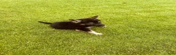 Duitse Herder honden te koop: Prachtige Duitse herder pups - Advertentie 22