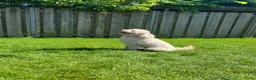 Kruising honden te koop: Lieve kruising labradoodle pups te koop! - Advertentie 2
