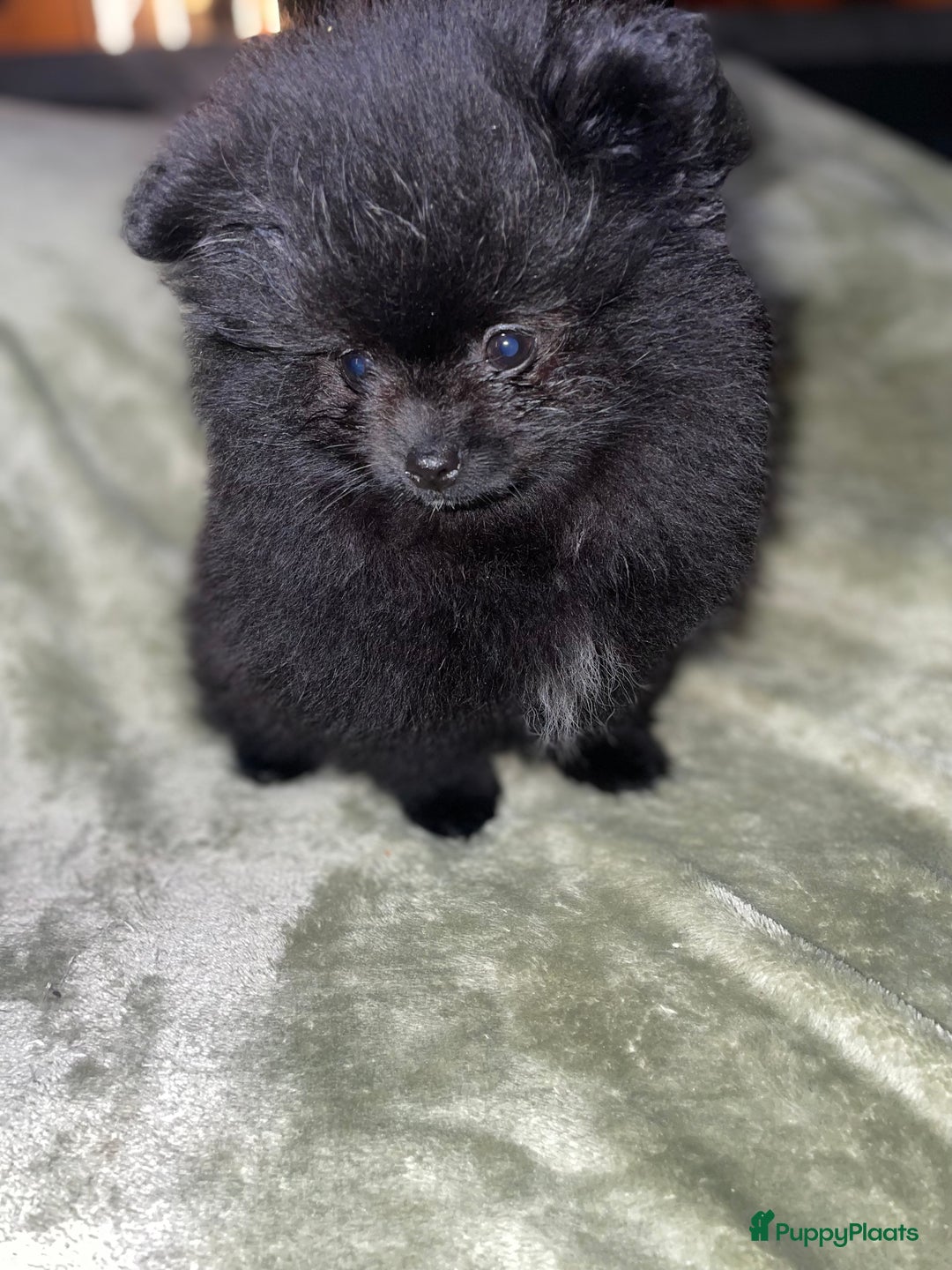 Pomeriaan honden te koop: prachtige pomeriaan pups te koop 1 reutje 1 teefje - Advertentie 4