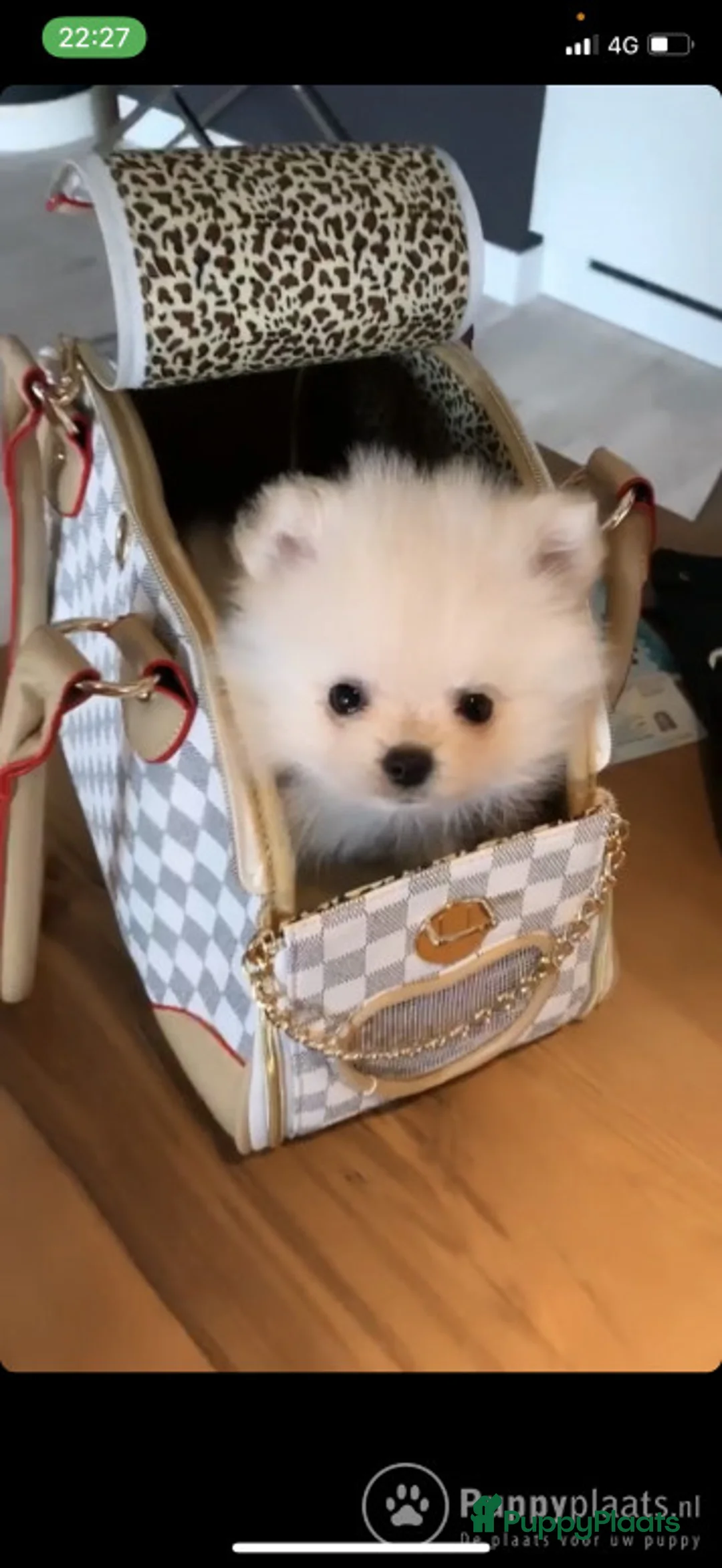Pomeriaan honden ter dekking: Dekreu Pomeranian Stamboom aangeboden in Voorburg - Advertentie 5