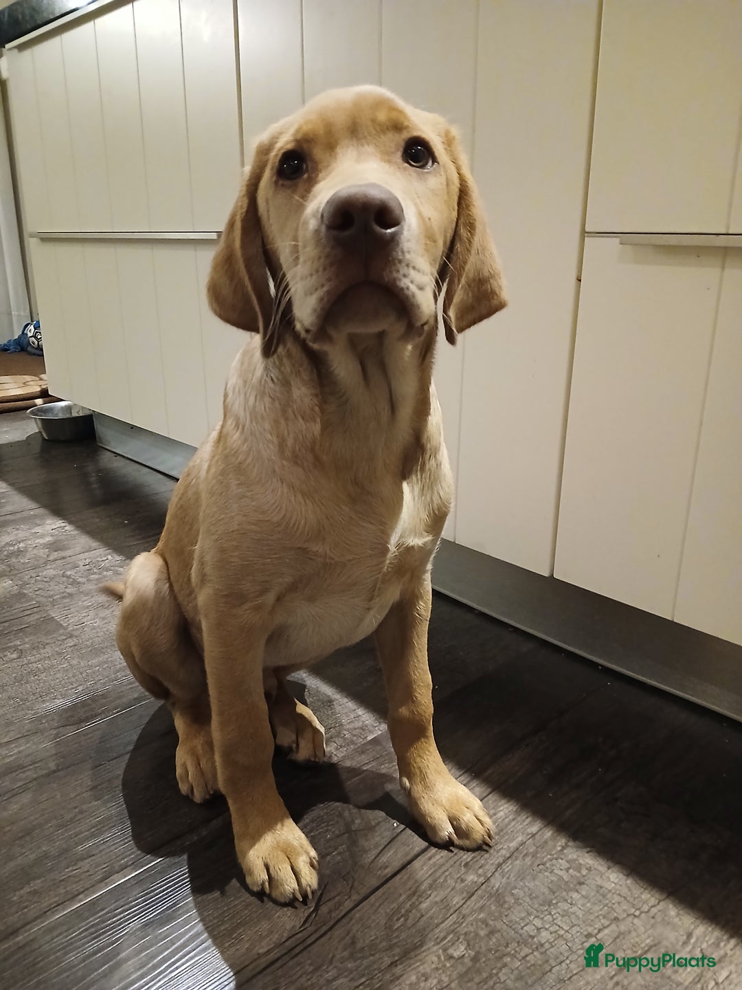 Labrador Retriever honden te koop: Te koop mooie labrador reu - Advertentie 2