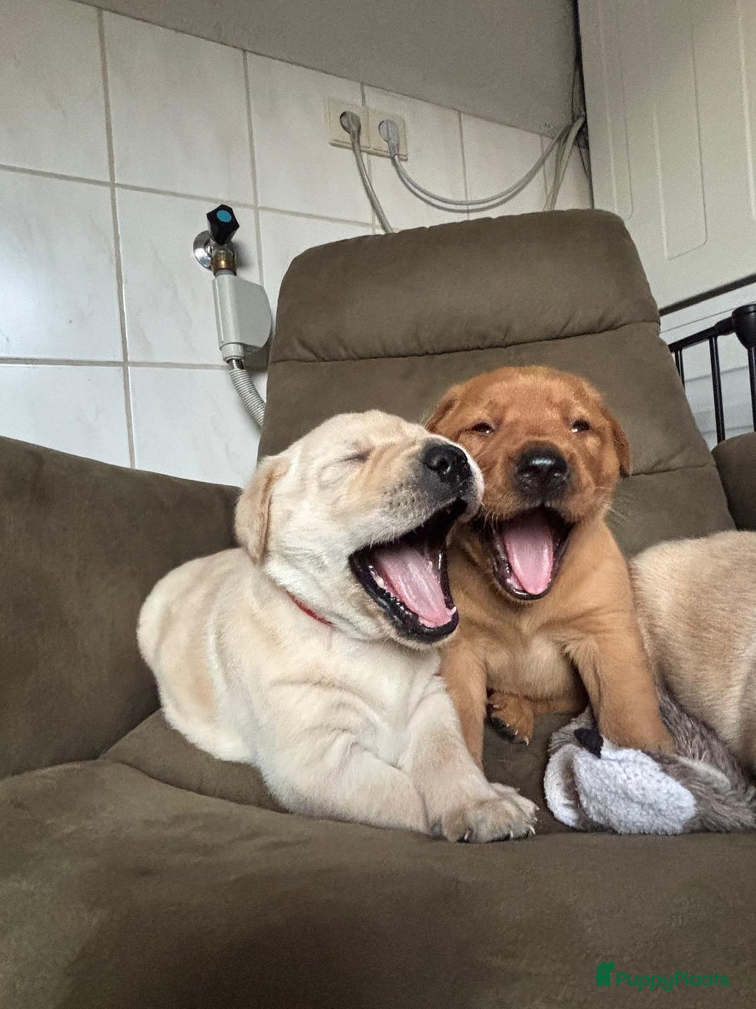 Labrador Retriever honden te koop: Mooie labrador pups - Advertentie 16