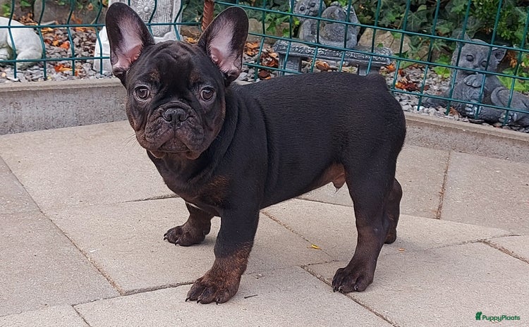 Franse Bulldog honden in Zoutleeuw - Advertentie 1