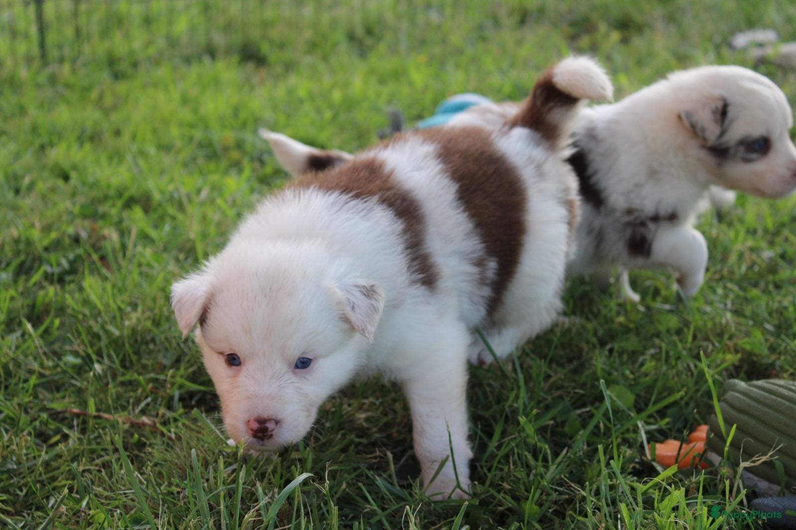 Border Collie honden te koop: Mooie speciale lieve Merle puppies - Advertentie 24