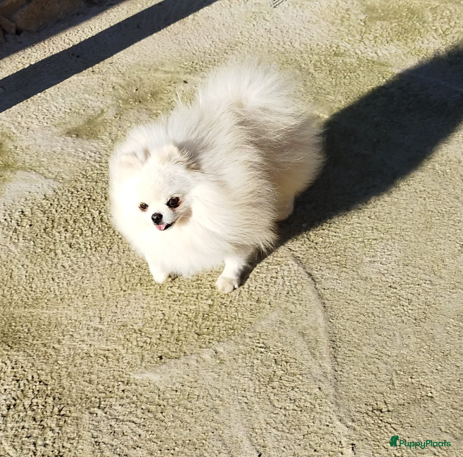 Pomeriaan honden Pomeranian❤️❤️ - Advertentie 2