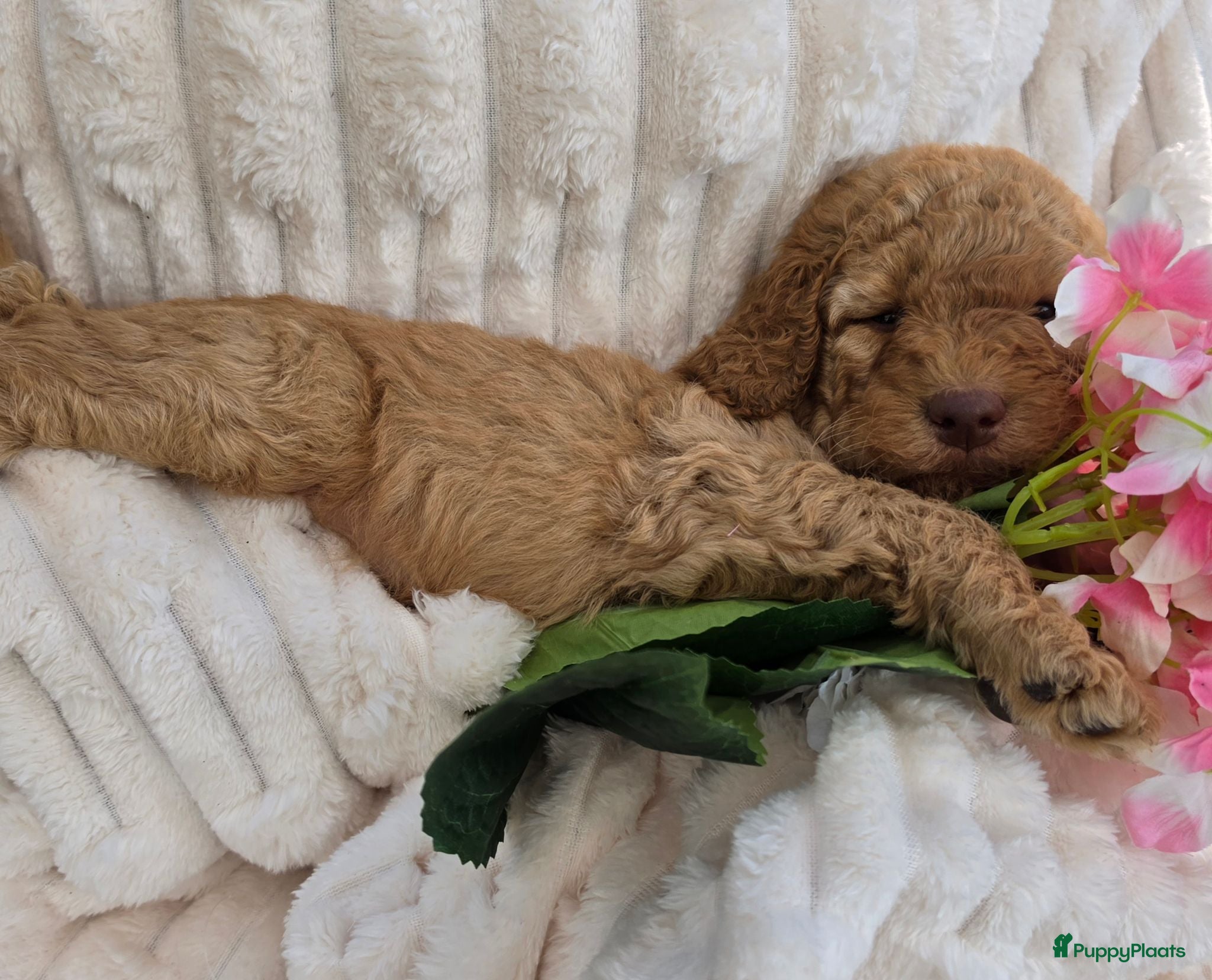 Labradoodle honden Super fijne multigen half Australian doodles🥰 - Advertentie 1