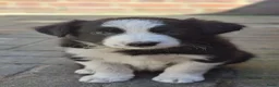 Border Collie honden te koop: border collie reutje - Advertentie 7