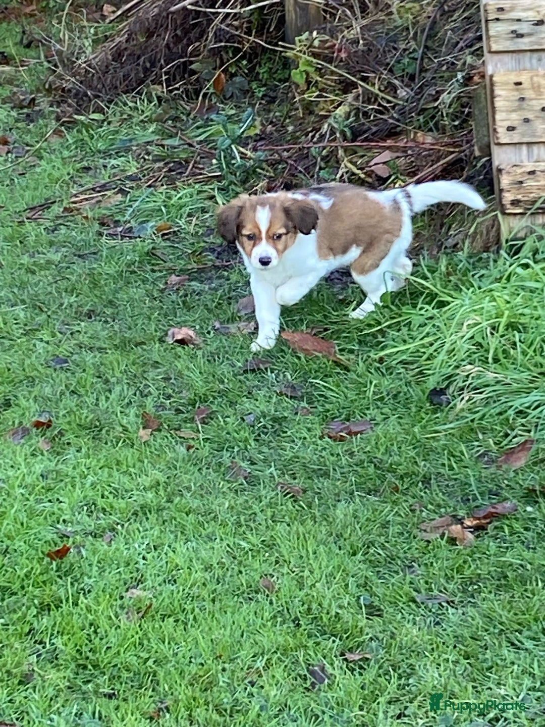 Kooikerhondje honden te koop: Prachtige kooikerpup, reutje - Advertentie 9