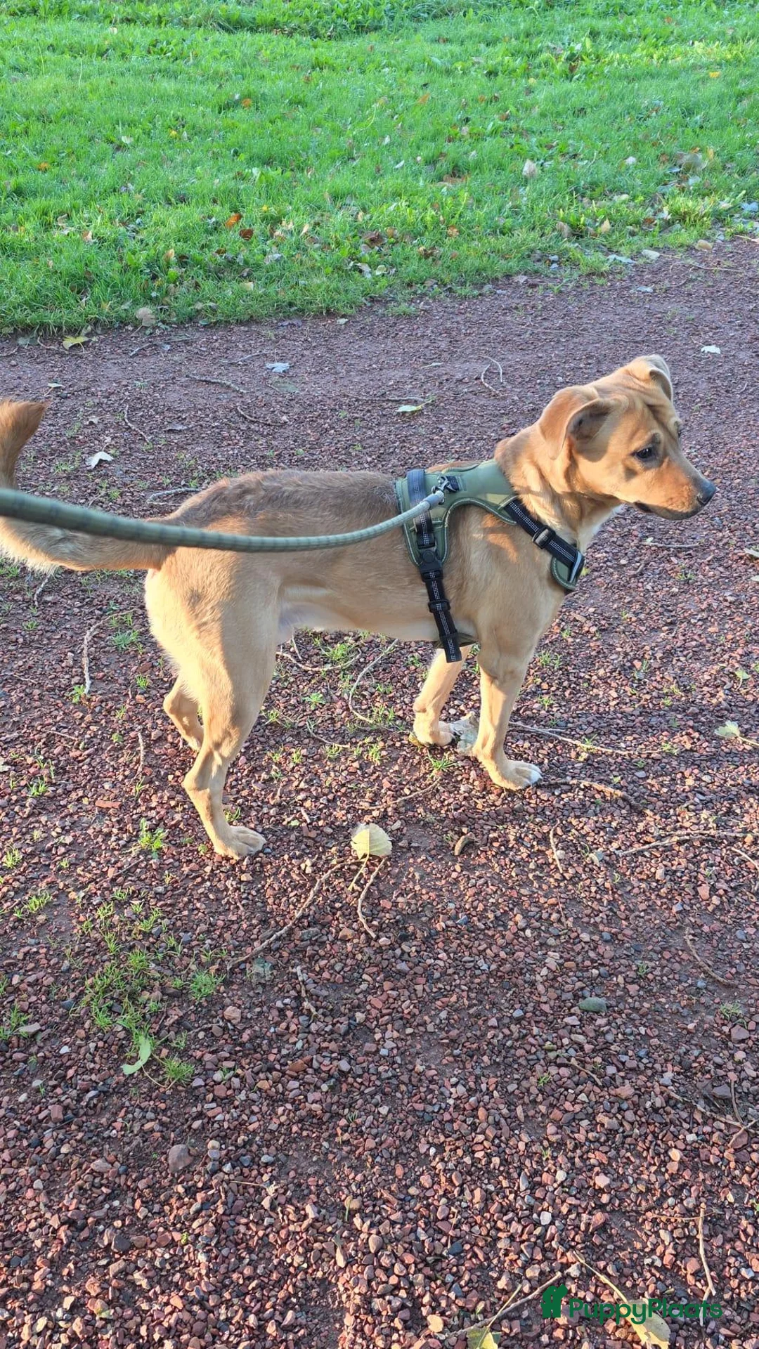Kruising honden te koop: Mix 1,5 jaar oud in Velsen-Noord - Advertentie 3