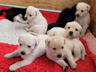 Labrador Retriever honden STAMBOOM ZWARTE EN BLONDE FIELDTRIAL LABRADOR PUPS - Advertentie 1