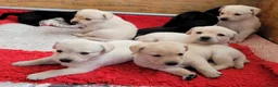 Labrador Retriever honden te koop: STAMBOOM ZWARTE EN BLONDE FIELDTRIAL LABRADOR PUPS - Advertentie 1