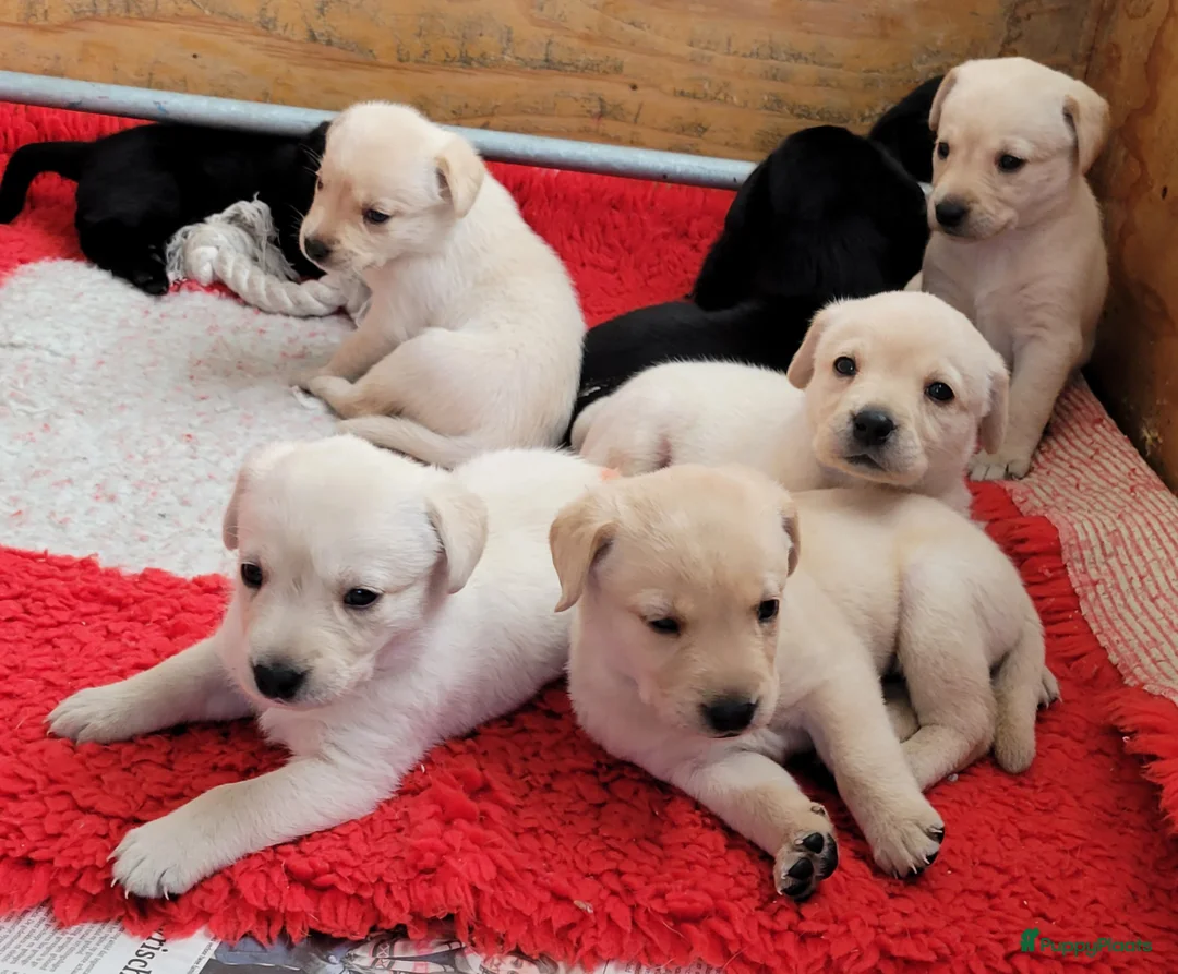 Labrador Retriever honden te koop: STAMBOOM ZWARTE EN BLONDE FIELDTRIAL LABRADOR PUPS - Advertentie 1