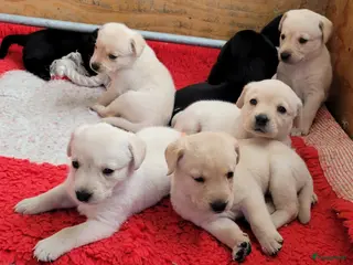 Labrador Retriever honden STAMBOOM ZWARTE EN BLONDE FIELDTRIAL LABRADOR PUPS - Advertentie 13