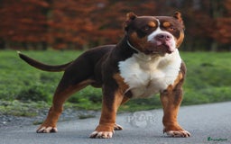Amerikaanse Bully honden te koop: American Bully XL Puppies - Afbeelding 14