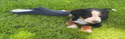 Appenzeller Sennenhond honden te koop: Lieve puppy’s  in Kruiningen - Advertentie 5