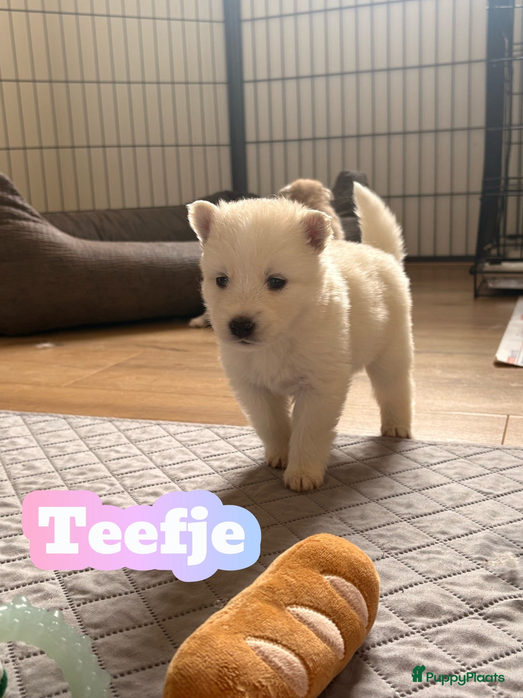 Pomsky honden te koop: 🌟 Prachtige Pomsky Pups te Koop  - Advertentie 7