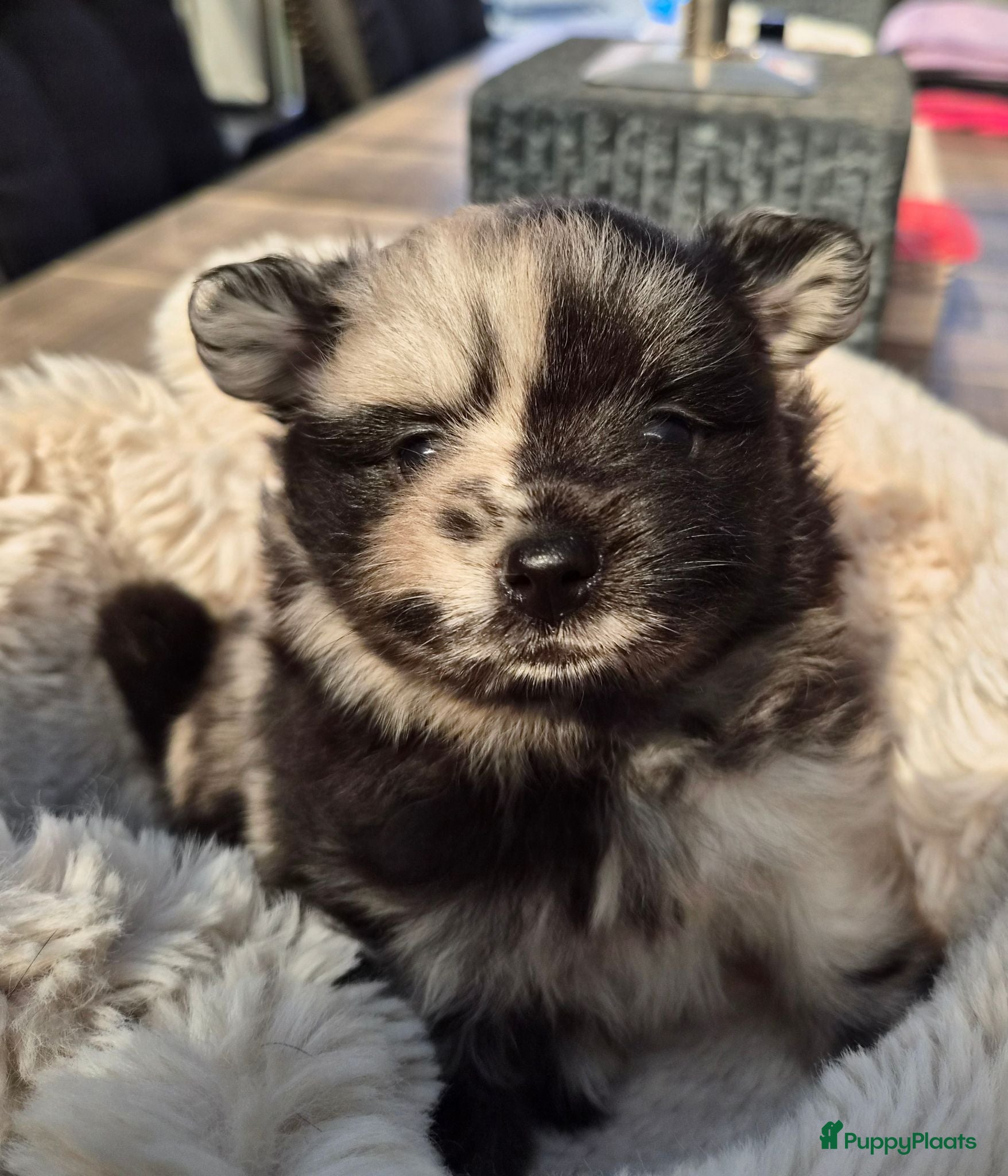 Pomeriaan honden Dwergkeesjes(pomeranian) - Advertentie 1