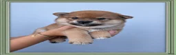 Shiba honden te koop: Mooie Shiba puppy’s zoeken een liefdevol thuis  - Advertentie 2