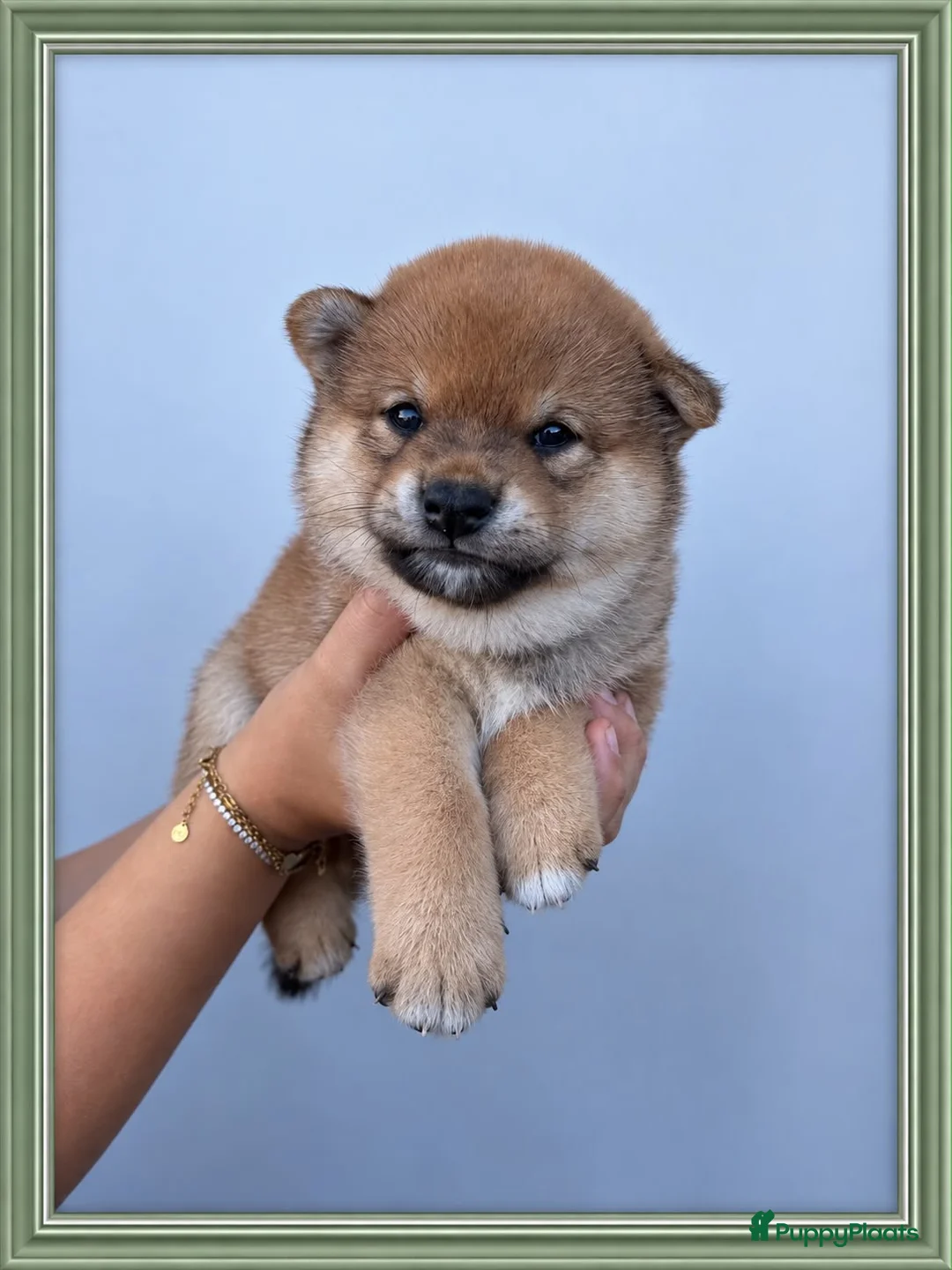 Shiba honden te koop: Mooie Shiba puppy’s zoeken een liefdevol thuis  - Advertentie 2