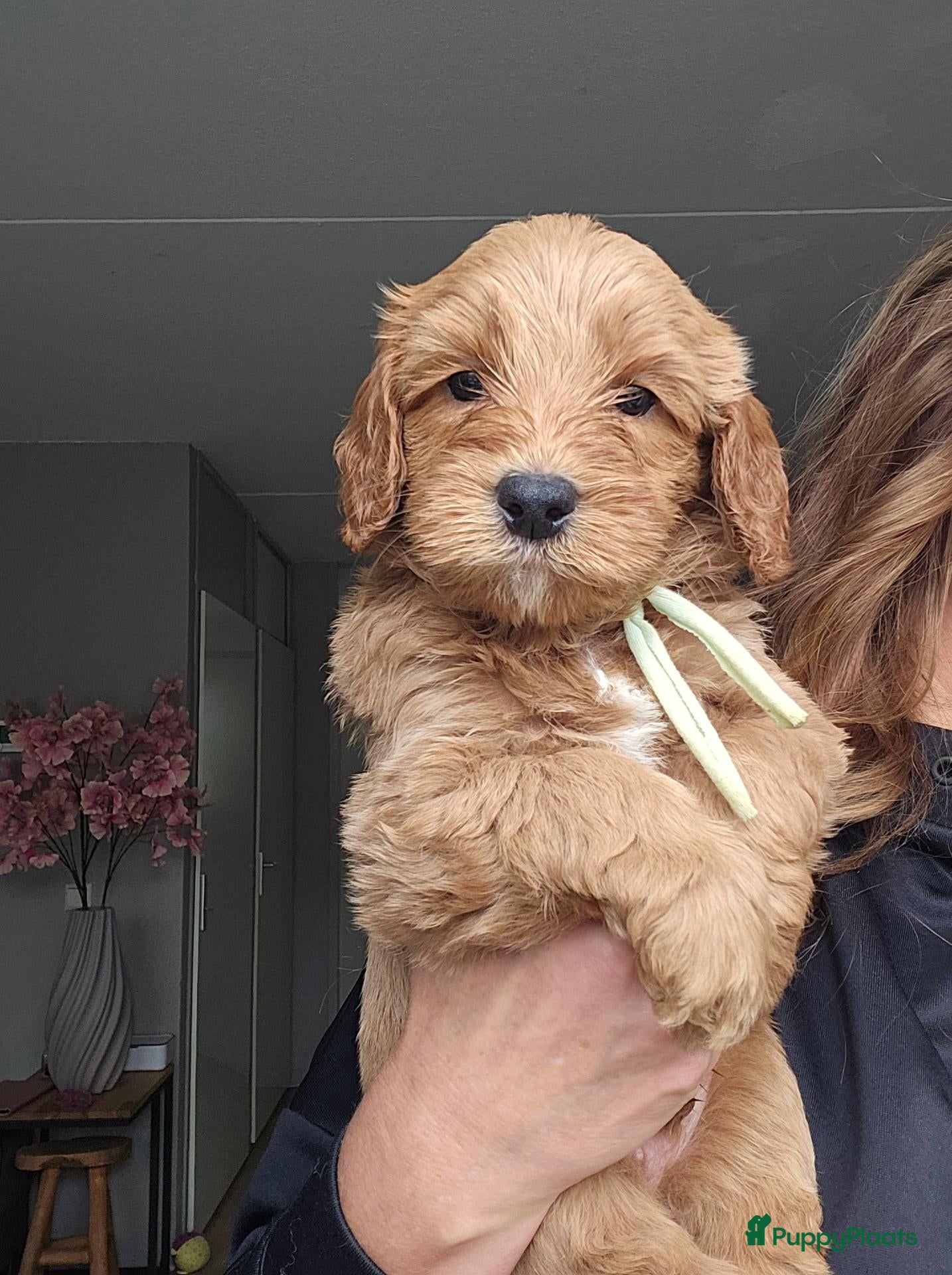 Australian Labradoodle honden Australian Labradoodle pups met wala stamboom  - Advertentie 2