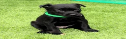 Australian Kelpie honden te koop: Australian Kelpie pups zoeken actieve baasjes - Advertentie 3