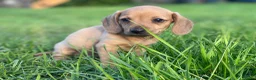 Kruising honden te koop: Kortharige teckels met vleugje chihuahua  - Advertentie 5
