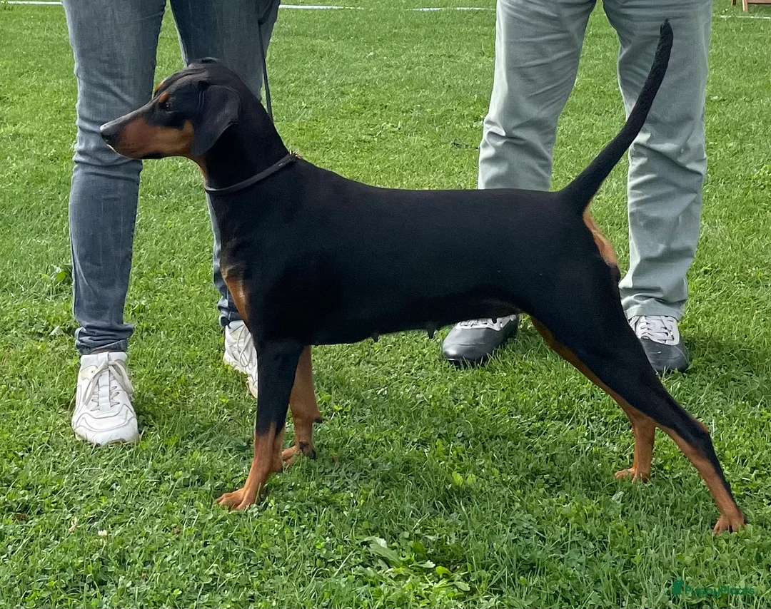 Duitse Pinscher honden te koop: Duitse Pinscher puppy’s - Advertentie 6