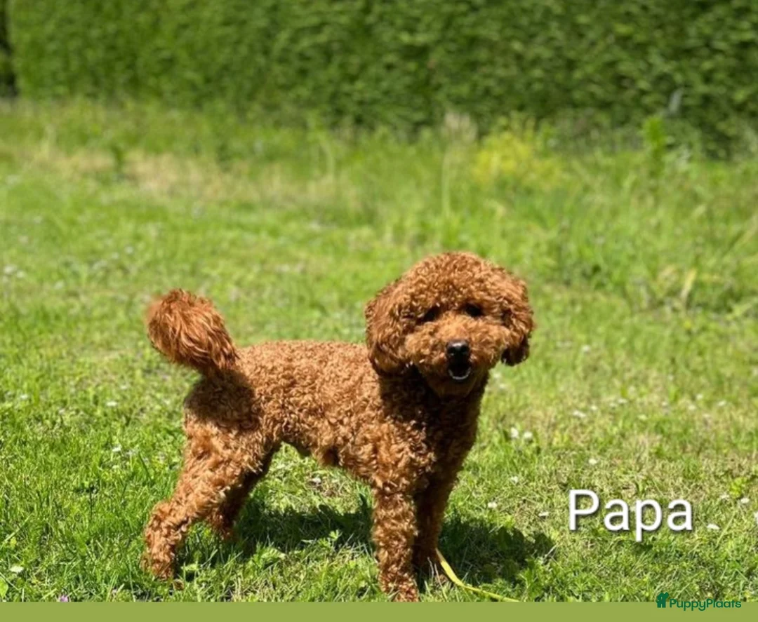 Dwergpoedel honden te koop: Rode dwerpoedels in Helmond - Advertentie 14