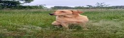 Labrador Retriever honden te koop: Leuke blonde labrador pups met stamboom - Advertentie 7