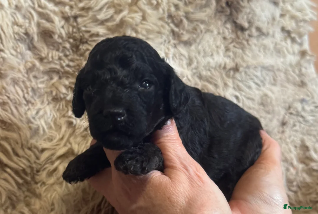 Australian Labradoodle honden te koop: Te koop mini Australian LAbradoodles - Advertentie 11