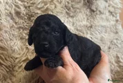 Australian Labradoodle Puppy 4