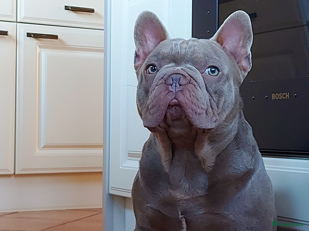 Franse Bulldog honden te koop: Prachtige Franse Bulldog pups met stamboom in Zoutleeuw - Afbeelding 22