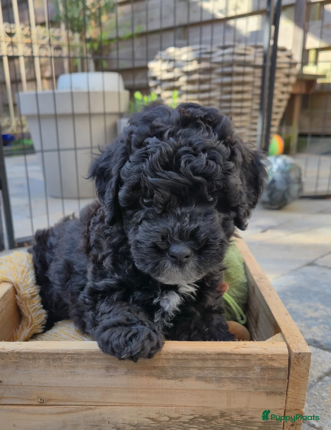 Kruising honden te koop: Labradoodle x australian labradoodle mini - Advertentie 1