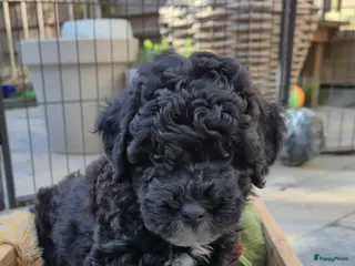 Kruising honden Labradoodle x australian labradoodle mini - Advertentie 9