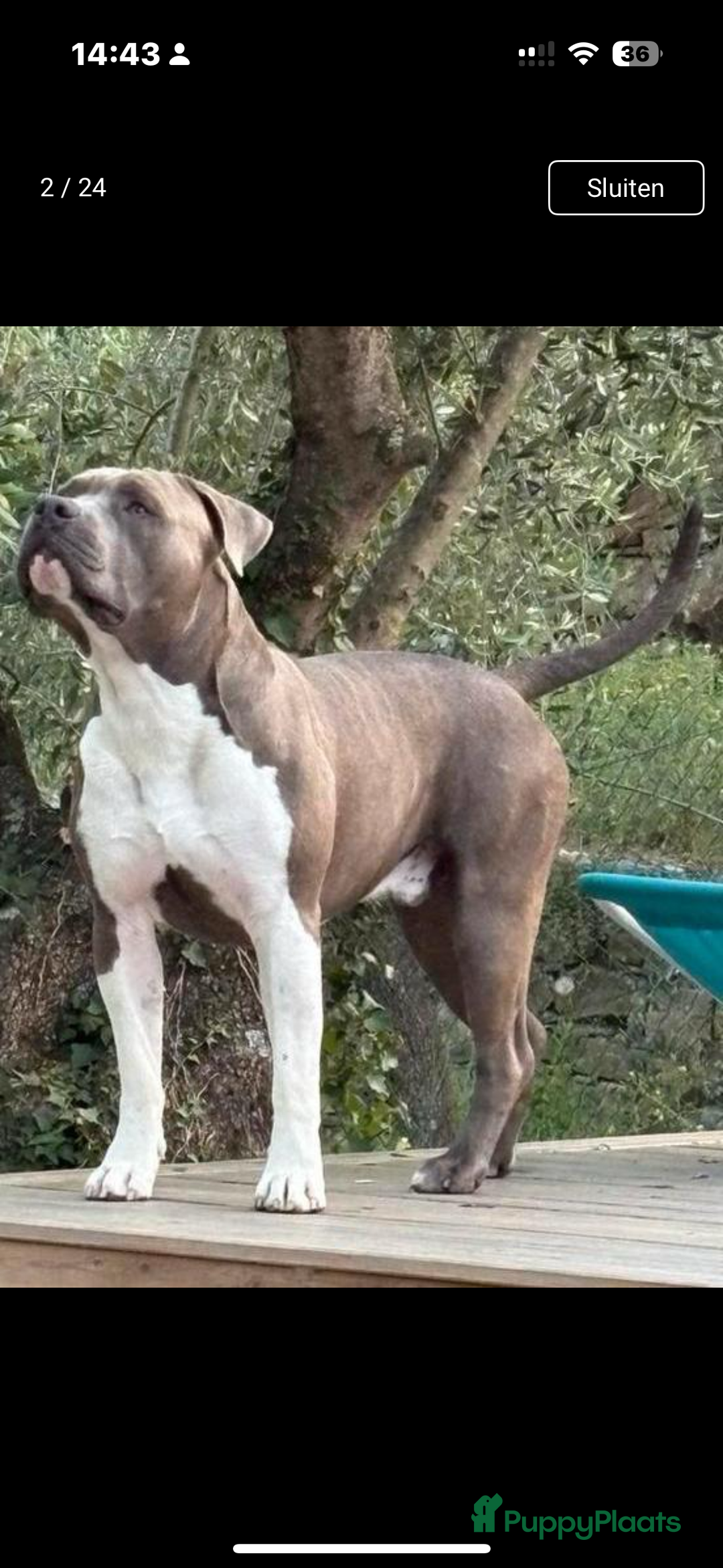 American Staffordshire Terriër honden ter dekking: Unieke Ervaren Amerikaanse Stafford bleu dekreu  in Gemert - Afbeelding 7