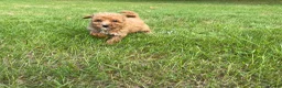 Maltipoo honden te koop: Schattige maltipoo pups - Advertentie 6