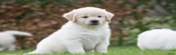 Golden Retriever honden te koop: prachtige golden retriever pups - Advertentie 10