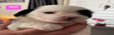 Shih Tzu 3