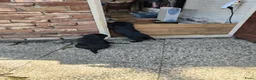 Labrador Retriever honden te koop: 2 mooie weldoorvoede zwarte labrador pups te koop in Roggel - Advertentie 4